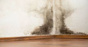 Mould Removal Cost