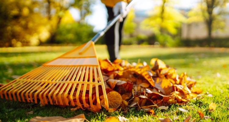 raking leaves