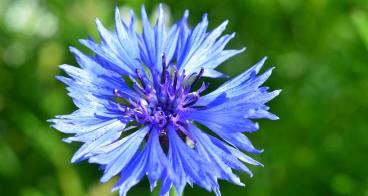 cornflower