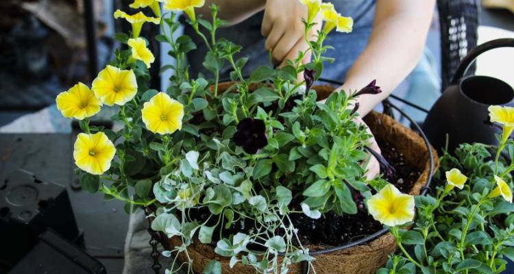 hanging basket