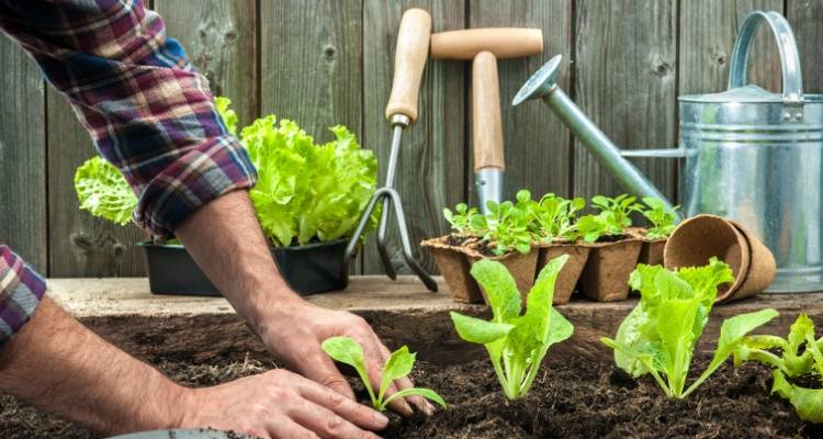 planting vegtables