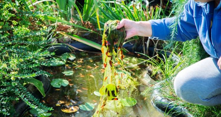 cleaning pond