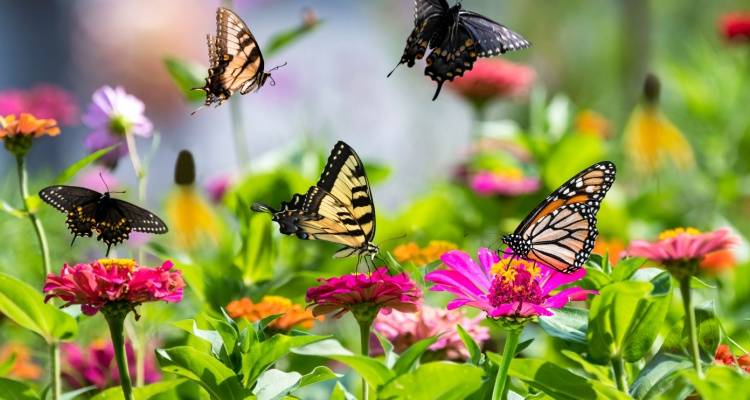 butterflies in garden