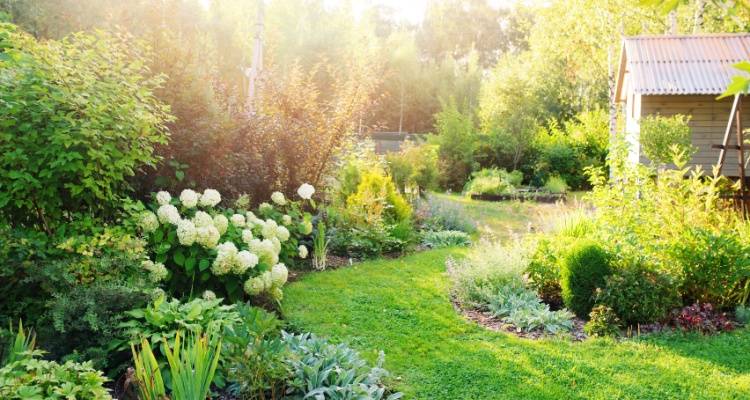 15 Ways to Liven your Garden in August