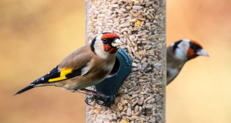 Bird feeder