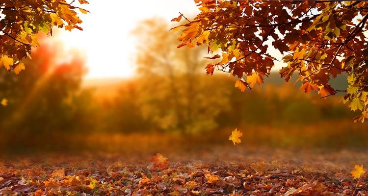 4 Ways to Declutter in Autumn