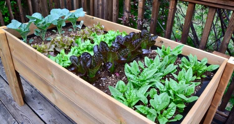 vegetable garden