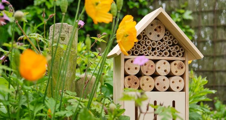 insect house