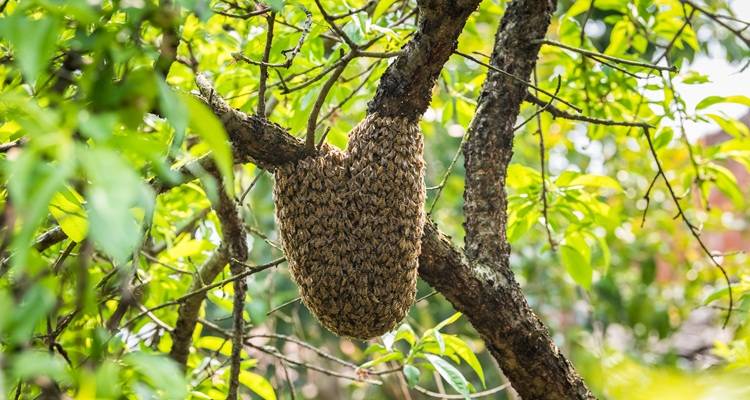 bees nest in tree