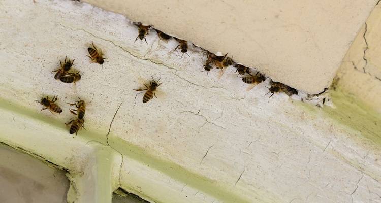 bees nest in house