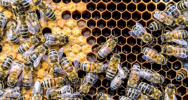 bees on honeycomb