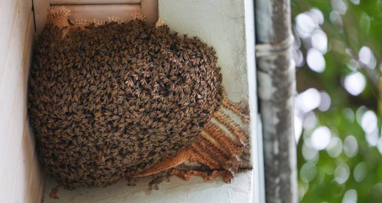 bees nest