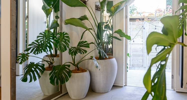 plants in hallway