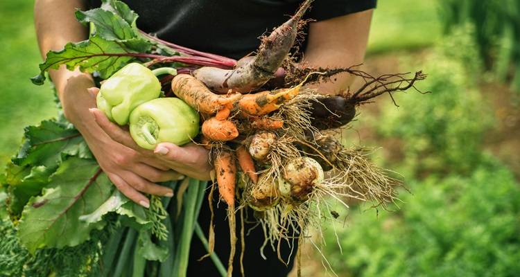 harvested veg