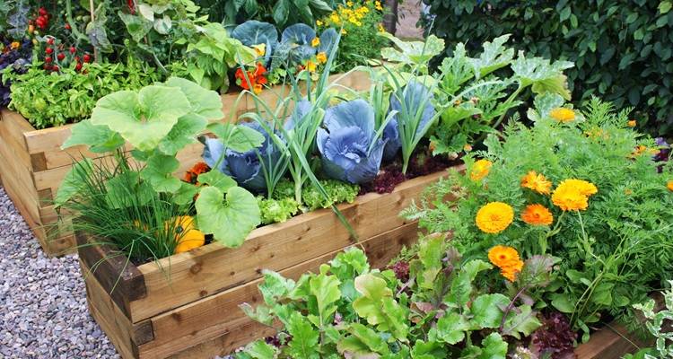 raised beds