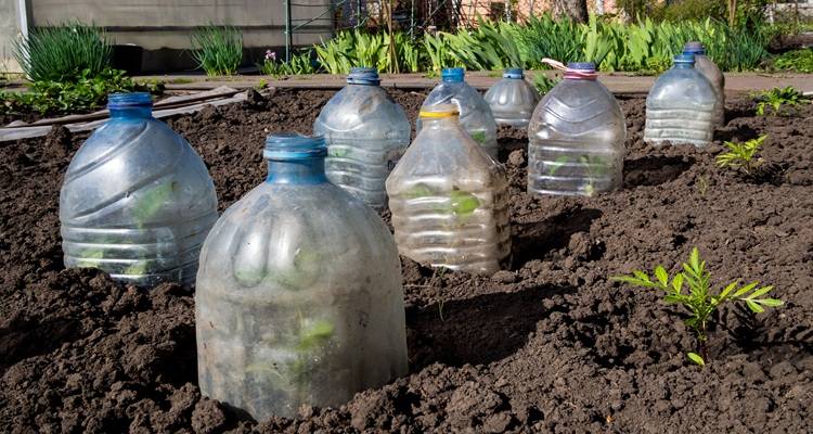 water bottle cloches