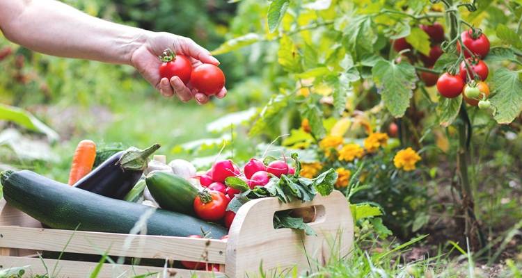 box of garden vegetables