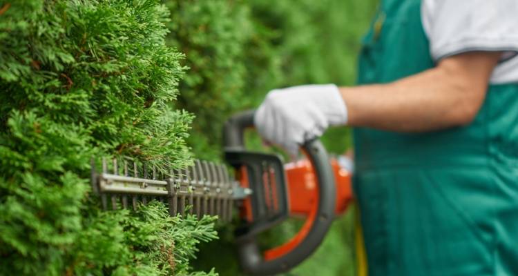 gardener