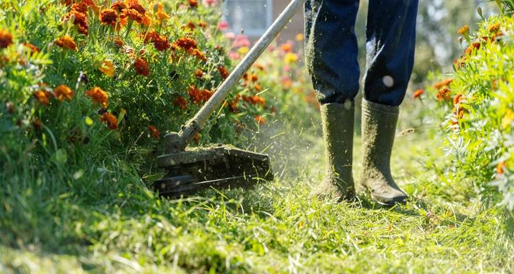 gardener