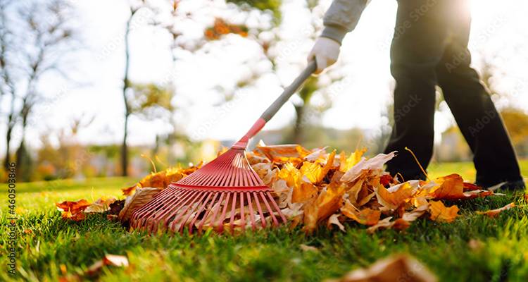 raking leaves