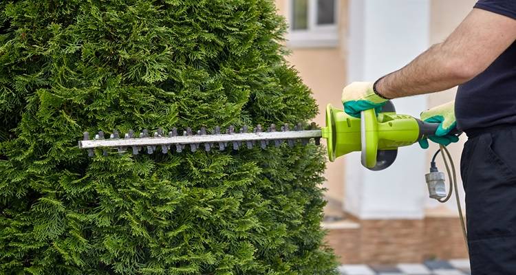 cutting garden hedge