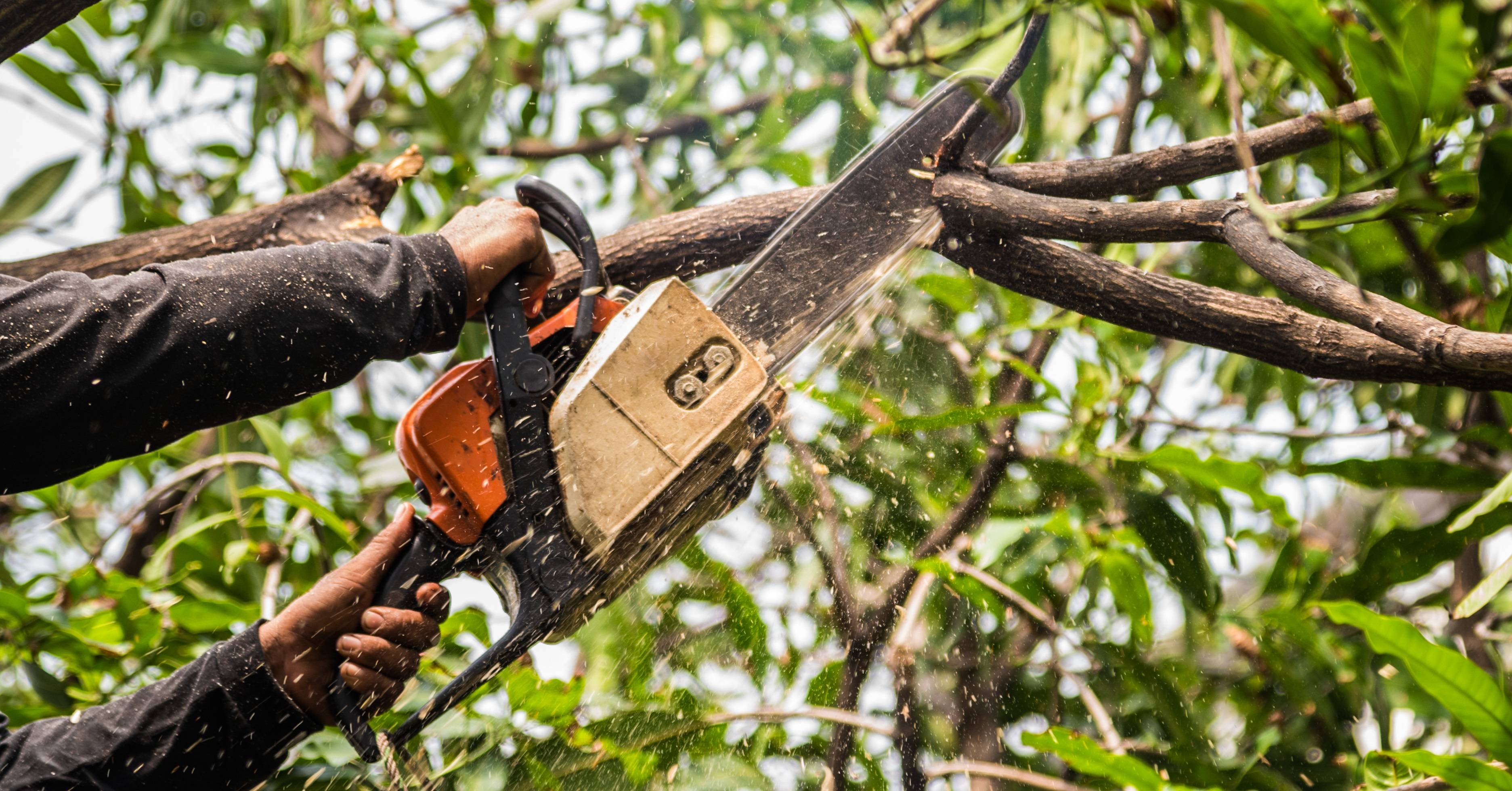 tree surgery