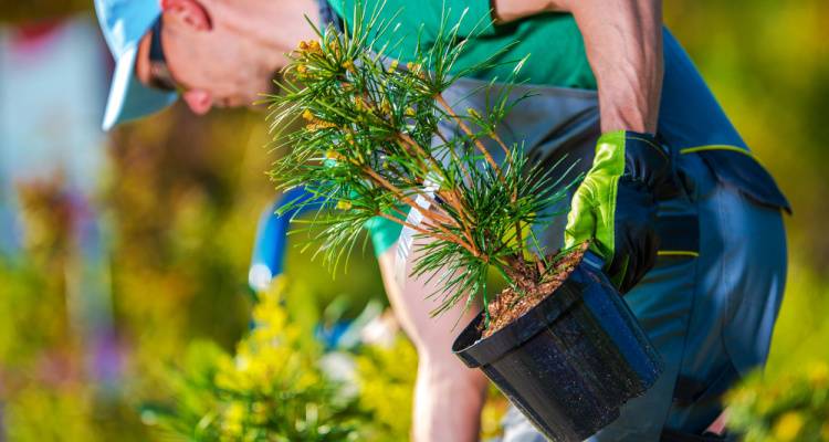 gardener planting trees