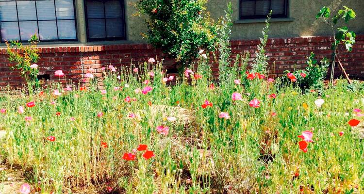 UK garden needing maintenance