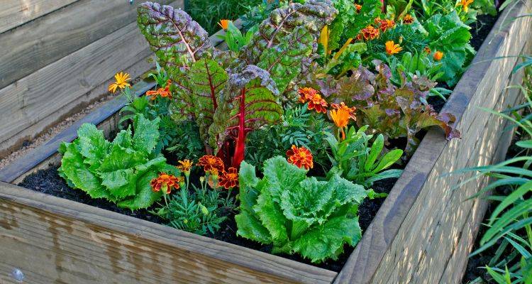 raised vegetable bed installation cost