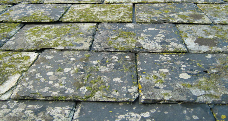 an old slate roof that has accumulated some damage and moss