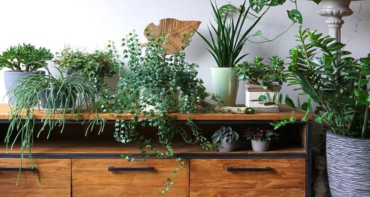 plants in house