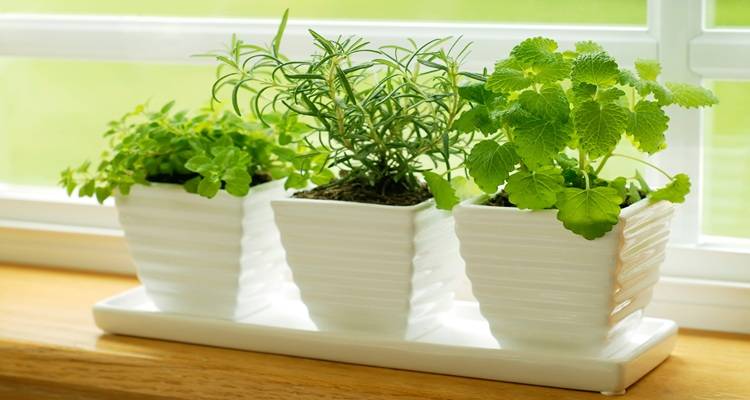 herbs on windowsill