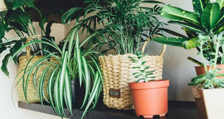 plants on a stand