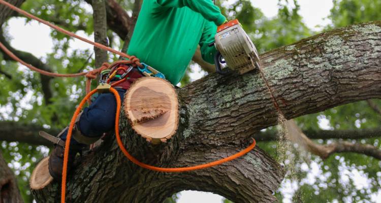 tree being cut down