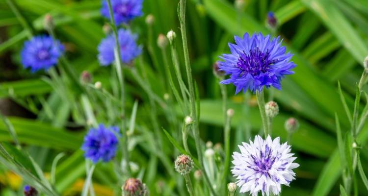 annual flowers