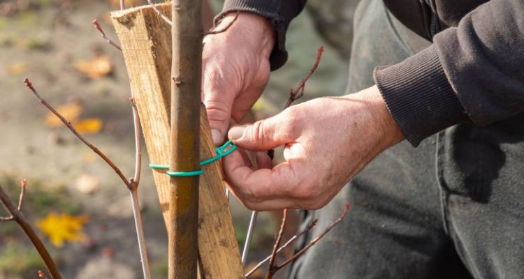 plant ties