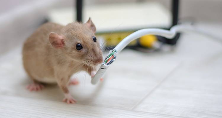 mouse chewing cable