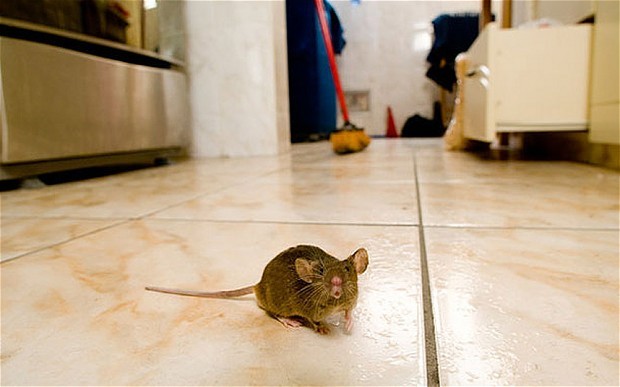 Mouse Kitchen 